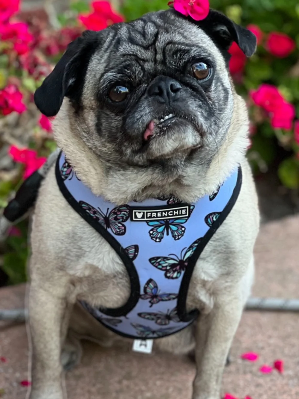 Two frenchie Harness bundle